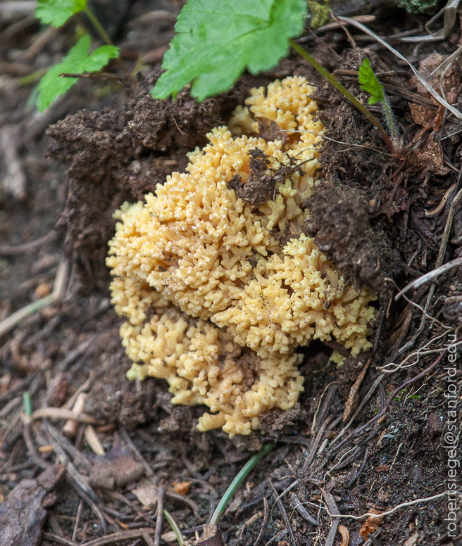 Coraline fungus